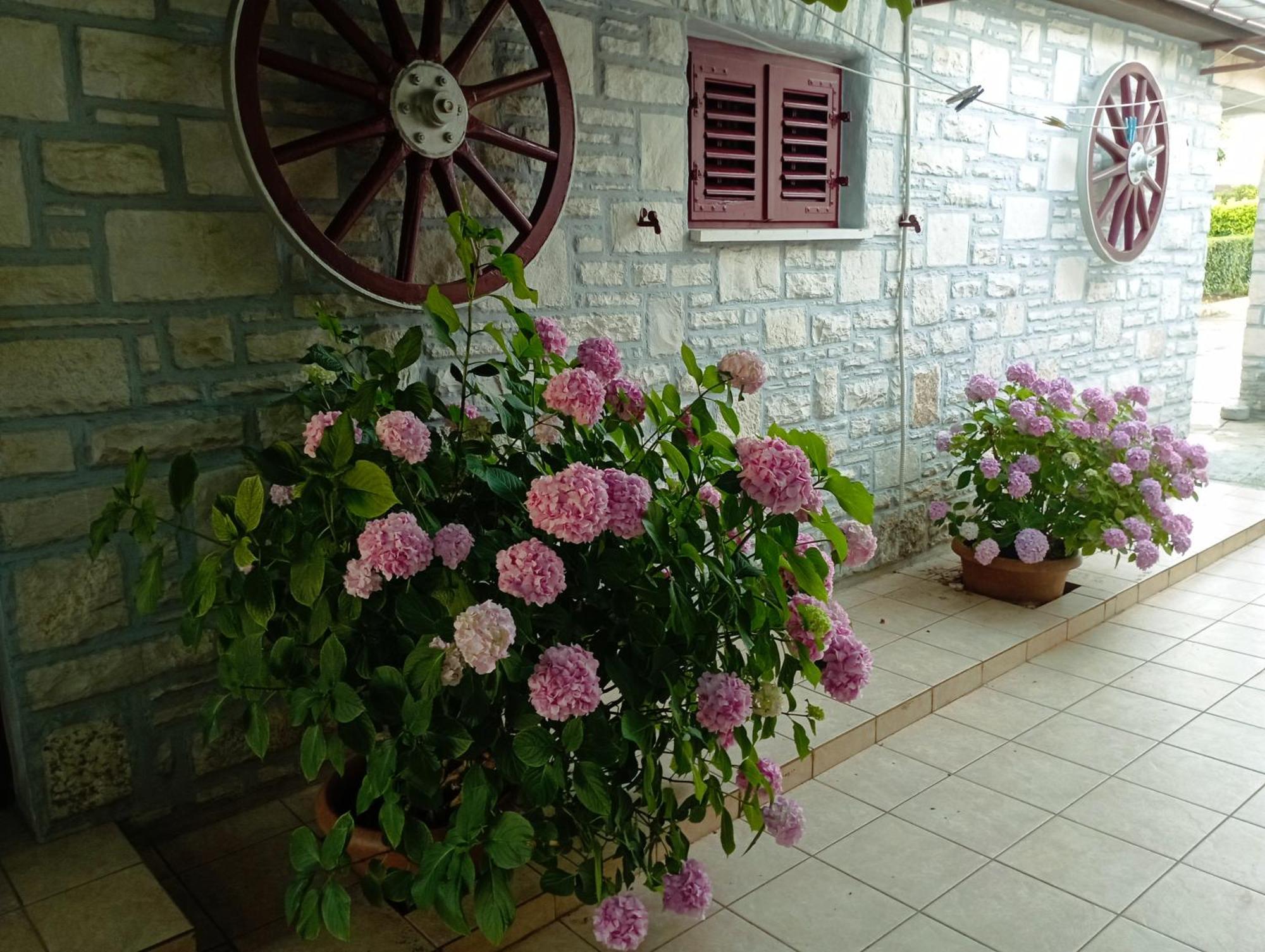 Kiwi Apartment Umag
